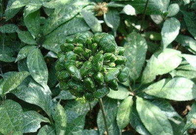 子宫肌瘤|三七，化瘀血最好的养生品，7用3不用，让你的血管永远畅通无阻