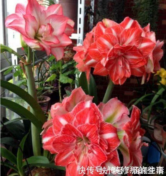 5种花很耐养，沾土就能活，花量大不操心，对待新手很友好