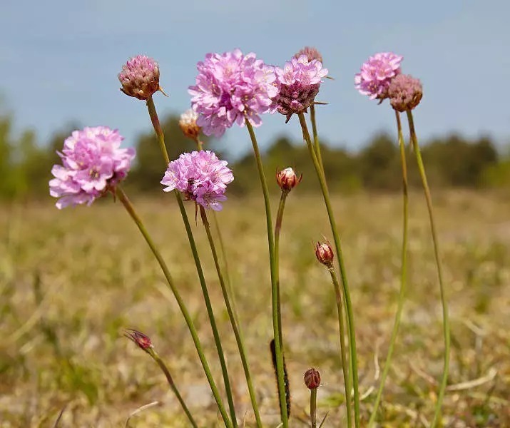 海 石 竹 花