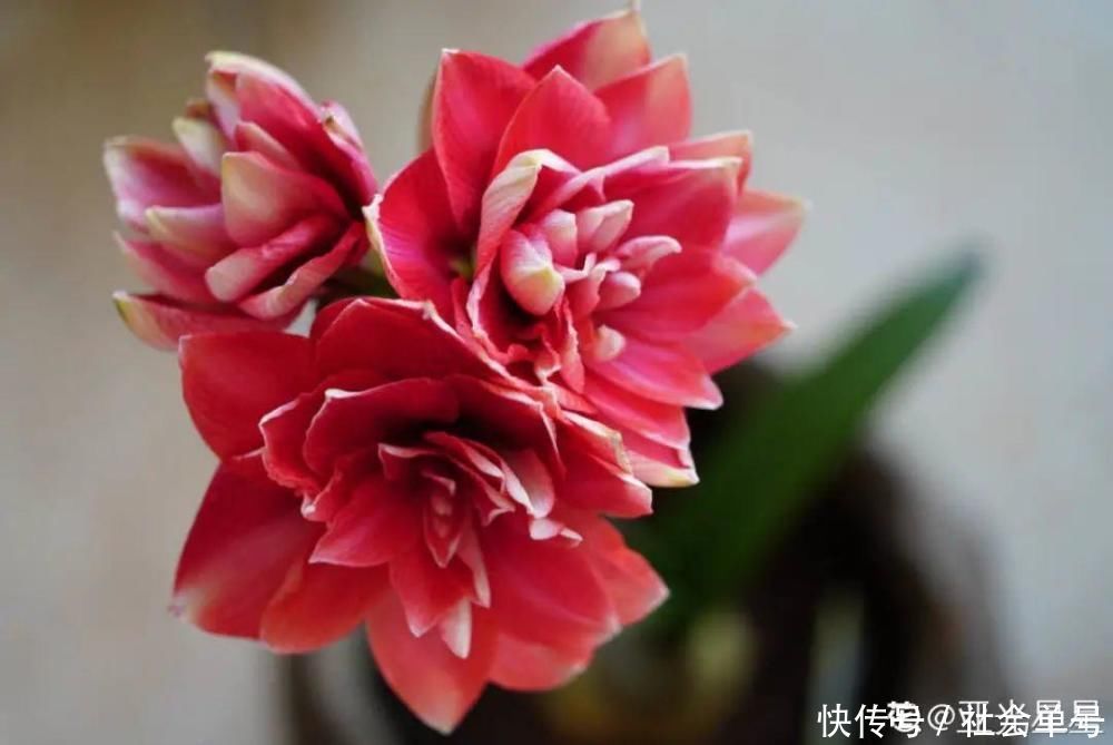 营养液|朱顶红埋土里,如何能年年开花,球变大、变多?