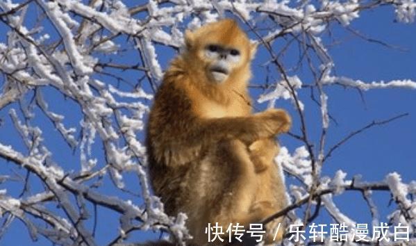 生肖|“十猴九富”，生肖猴以下4月出生最好命，福气深厚，财源广进