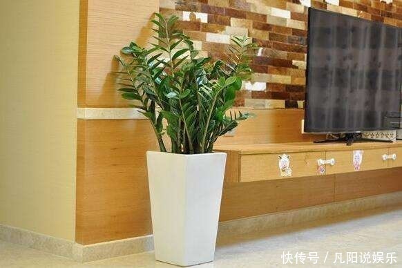 平安树|有钱人最爱养这“3种”树，摆家里绿油油，生活越过越好！