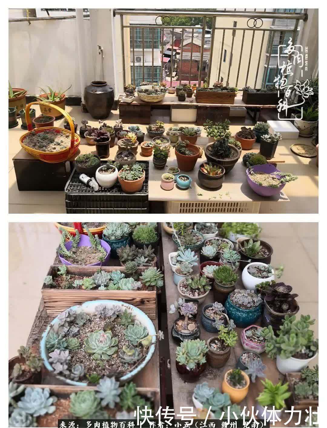 懵懵懂懂入肉坑,跌跌撞撞养多肉