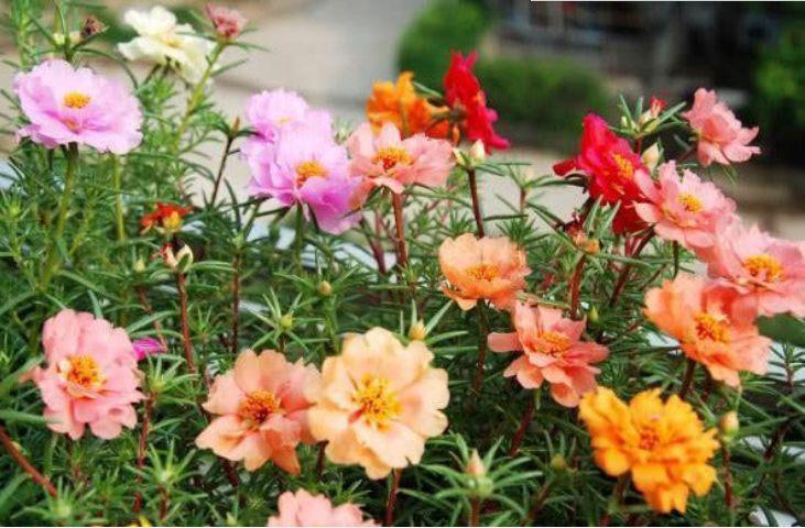 春天养此款花卉,好养开花漂亮,一开就是300天,你养了吗