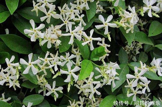 茉莉|风车茉莉开花又香又美,养护注意几点,花朵能连开大半年