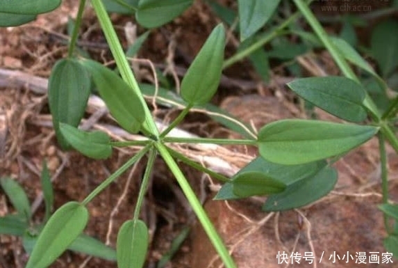 它是人人称赞的“活血丹”,价值宝贵得珍惜,若见着还请保护好