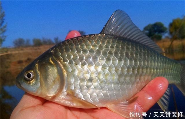 初春野钓想钓大鲫鱼吗?告诉你3点轻松避开小杂鱼