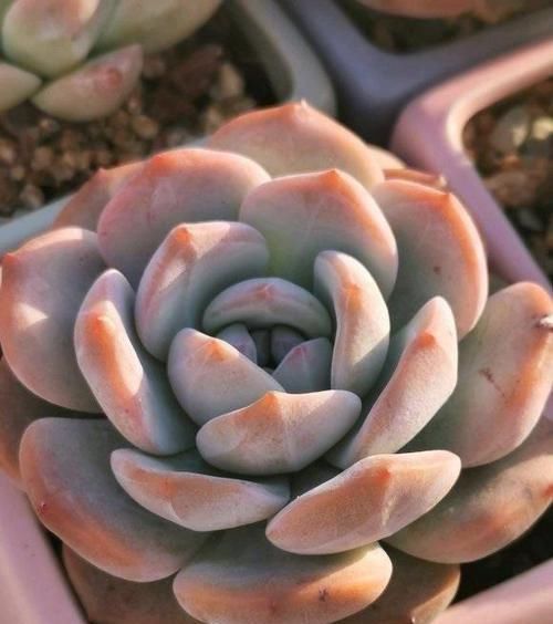 值钱|多肉品种这么多!哪种最值钱?带“金丝”最贵,颜值十分出众