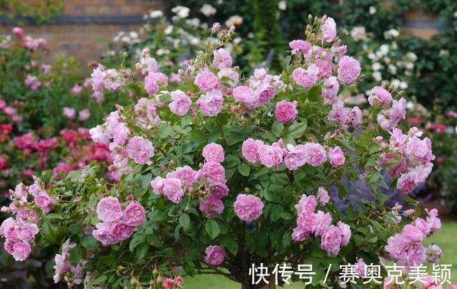 月季|想养花树没头绪?这三种花树,是公认的口碑好还“上档次”