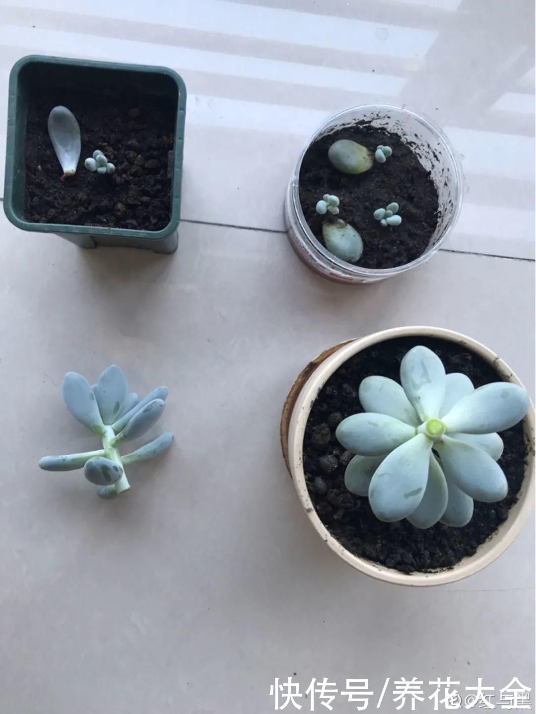 3月是给花剃头的好时机，现在狠心剪，下月就开花