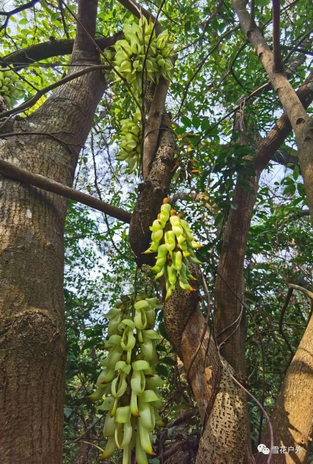 禾雀花开了吗？禾雀花已盛开