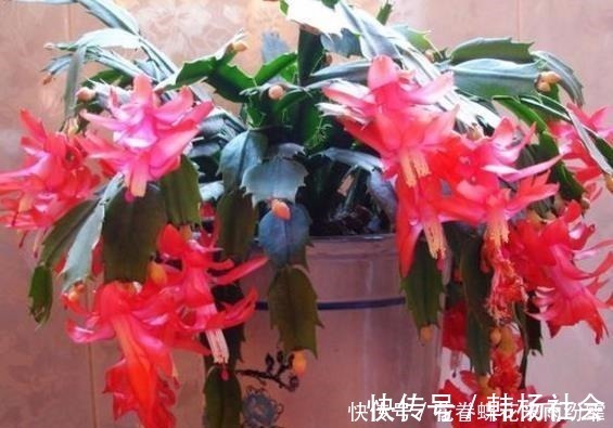 蟹爪兰|爷爷养蟹爪兰，20天长成“胖墩”，学会3个秘诀，比施肥奏效！