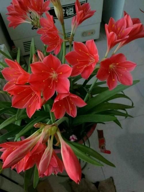 此“花”寒冬季节可赏,花期长达60天,从冬到春,开花不停