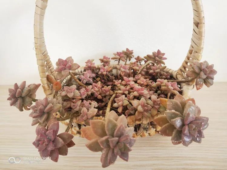 状态一般的多肉们，在我这儿已经是最美的存在了！