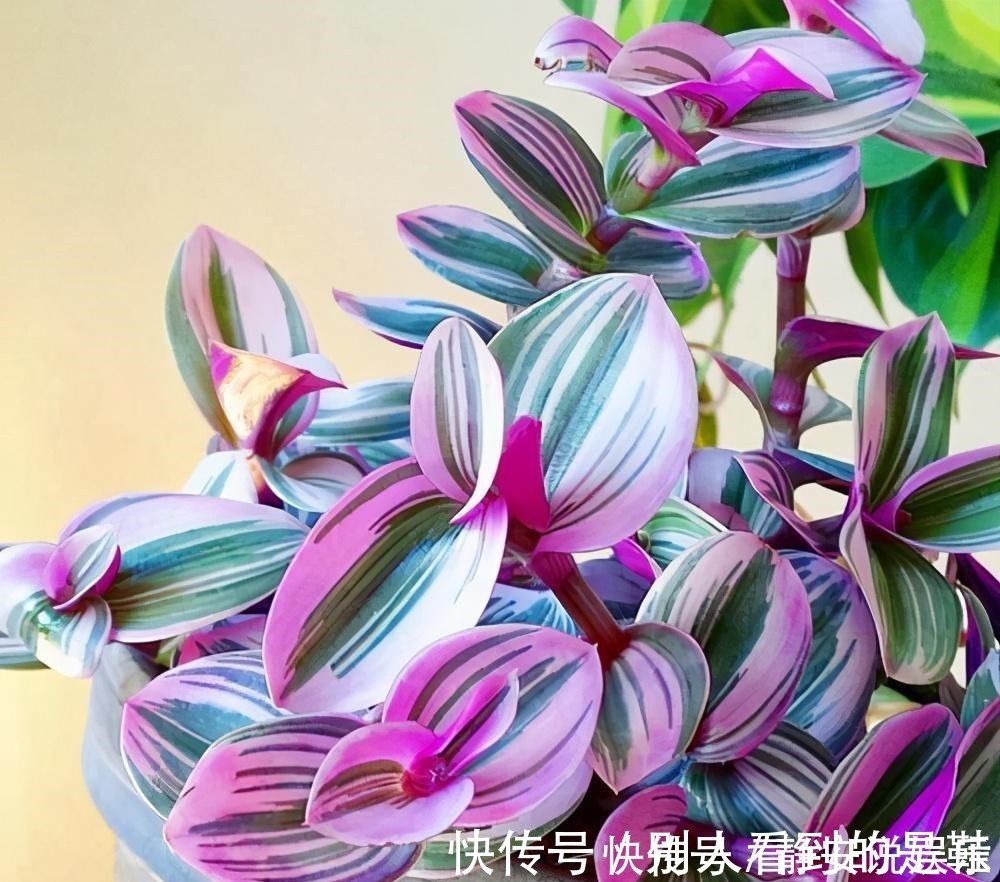 自带浪漫气质的油画婚礼吊兰,叶片似花一样好看,和吊兰一样好养