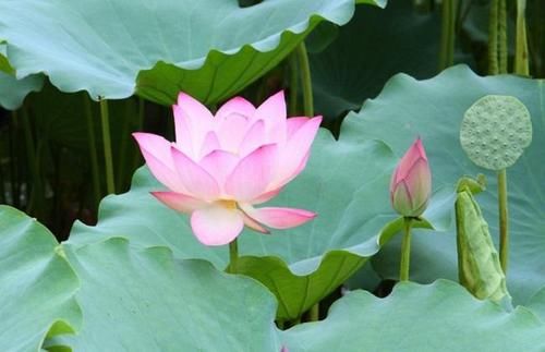 荷花和莲花不是同一品种？学会几个小技巧轻松辨别，涨知识