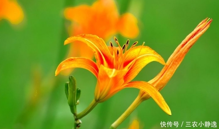  养花|喜欢养花，不如养盆萱草花，被誉为母亲花，清香秀气，优雅多姿