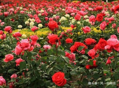 这3种花不能惯着，越是不管越能轻松长爆盆，开出花朵美极了