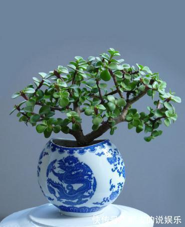 冬天养7种花,“干养”才能活,多灌一杯水,枯萎死翘翘