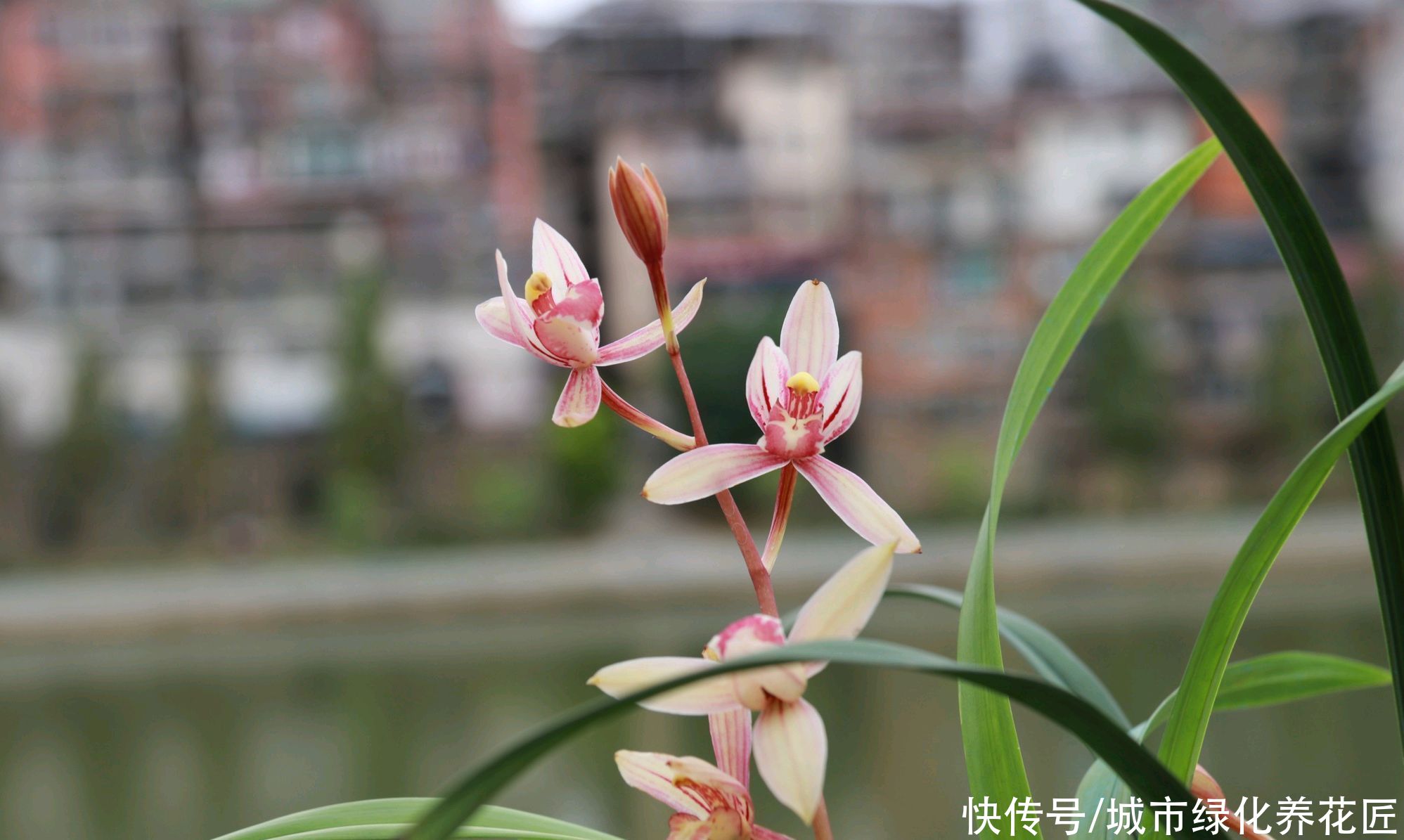 韭菜|3年的兰花养成了爆盆韭菜，有必要给兰花分苗换盆吗？
