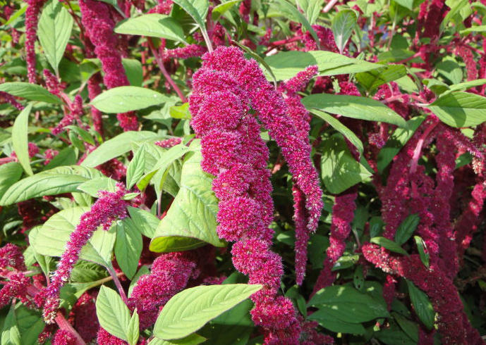 农村|农村无人问津的野草,能清热解毒,止痛止痒,降血压,你认识吗