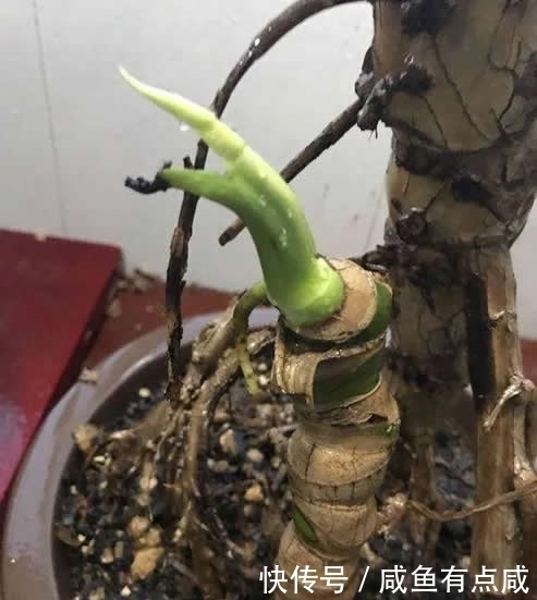 看看花友养了10多年的“龟背竹”,这是要上天?