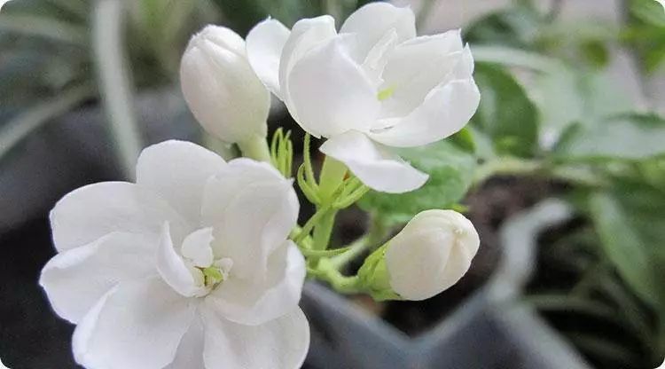 此花是纯洁的花,一朵朵白色的小花却能散发出浓郁的香气