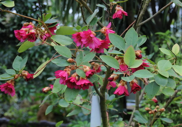 悬挂|此花宛如悬挂的吊钟,有着鲜艳夺目的花色,寓意着深山丽质