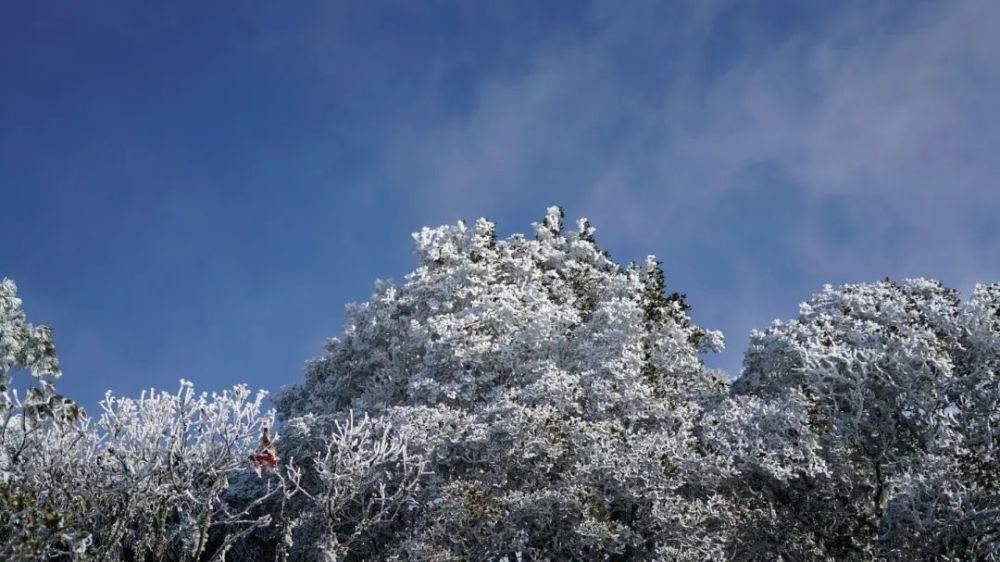 情结|云海与雪景、雾凇齐聚,惊艳了鸡足山的冬天!