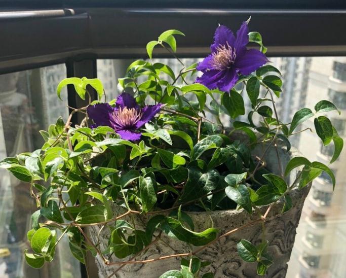 秋冬封闭阳台养花就选铁线莲,满足4点,铸就“一帘幽梦”