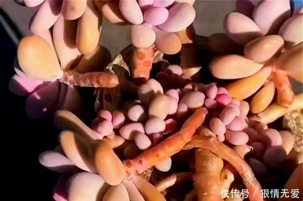 肥多|多肉养成“独杆司令”莫慌,做好这4步,侧芽猛长,爆盆不难!