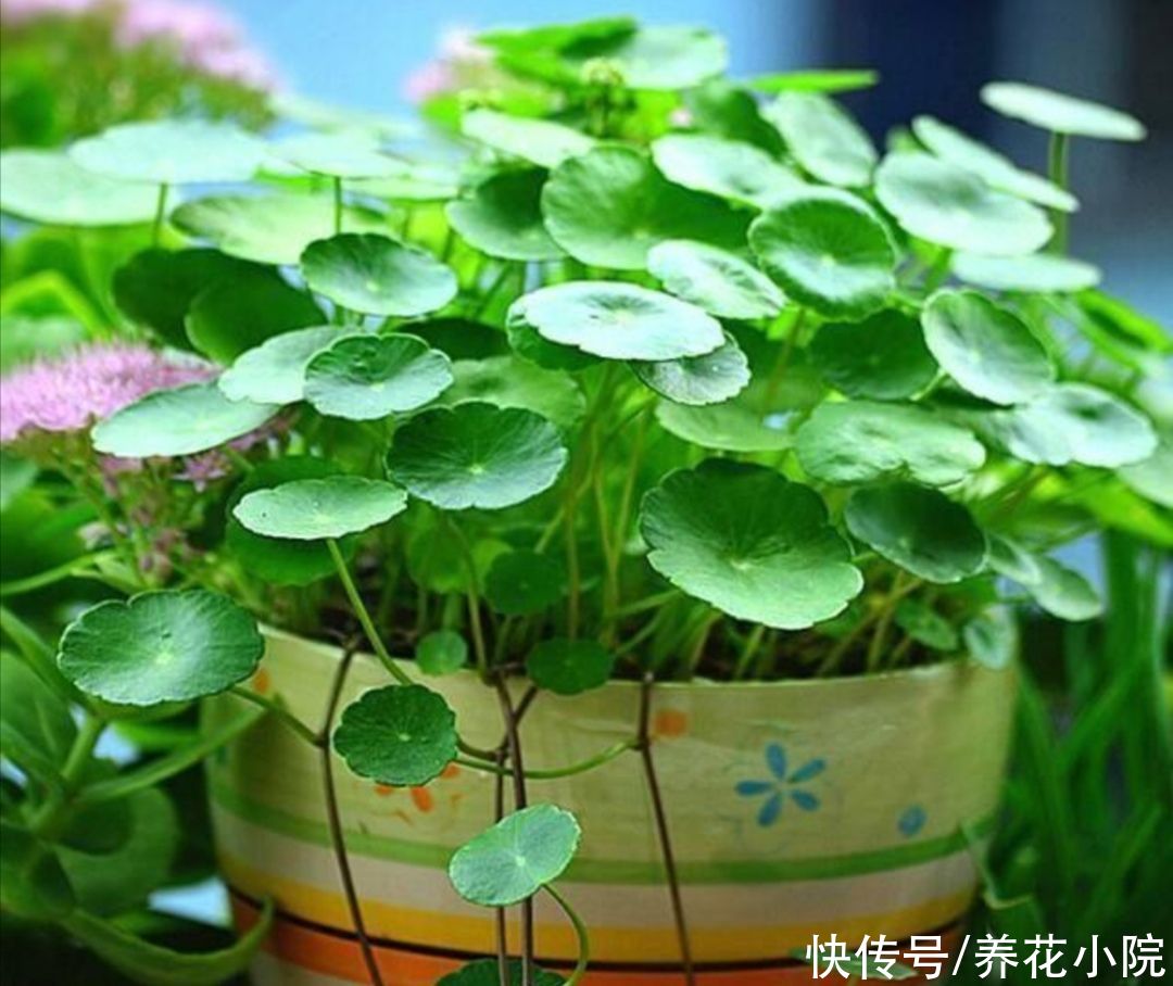 漂亮|养不好花，先养3种漂亮植物，见土就活，美观大方