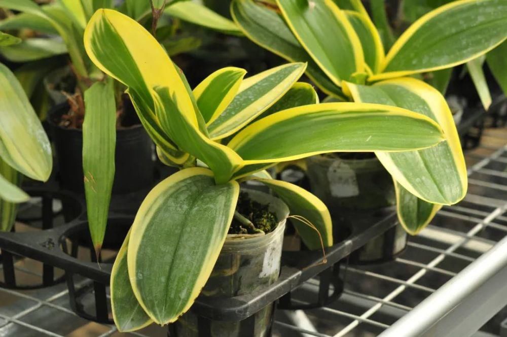 蝴蝶兰在家里怎么养？这些问题的解答来了！