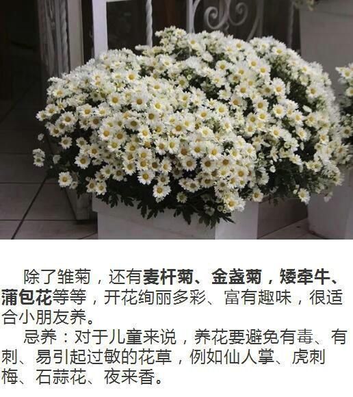 网纹草|什么人养什么花,对号入座,看看你养对了吗?
