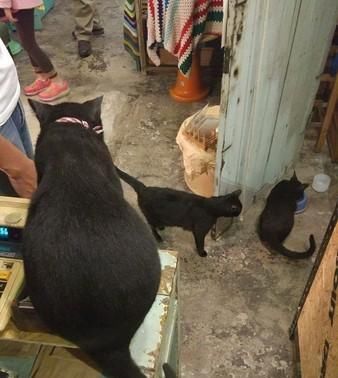 猫排队等饭 盗版分身吃光吓坏姊 快资讯