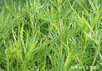 长得酷似艾草,曾是穷苦人的救命粮,如今更珍贵,见到可别错过了