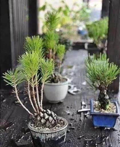 松果|捡了个“松果”插在盆里,不几天长成了盆景,摆在家里太漂亮了