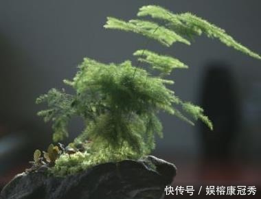 文竹|别傻傻把“云竹”当文竹养,“云竹”很贵重,区别养护别受骗!