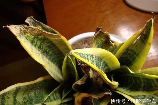 这10种花,冬天必须虐着养,断水又断肥,才能安全过冬!