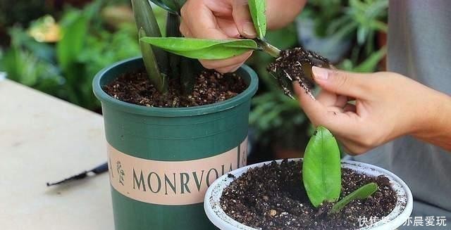 养花|冬天能扦插养花,首选这6个品种,成活率高,很快开出大花朵