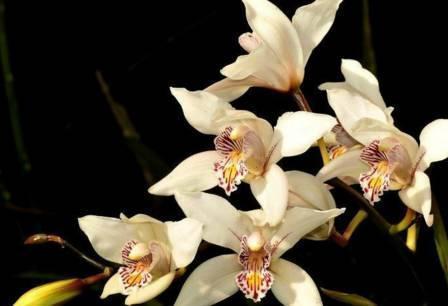 最全的兰花大鉴赏,看看你都见过几种兰花!