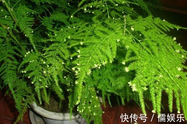 养文竹就要“狠”,黄叶枯枝直接剪,套个袋重新变成小树林