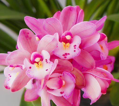 香妃|兰花中最香的品种—香妃,花大色艳,芳香四溢,花叶双馨,还好养