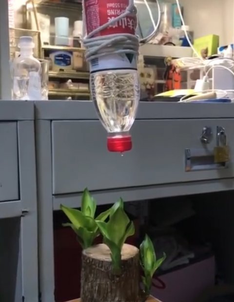 巴西木|大学生放假前自制装备给盆栽浇水，评论区炸了，网友纷纷出招