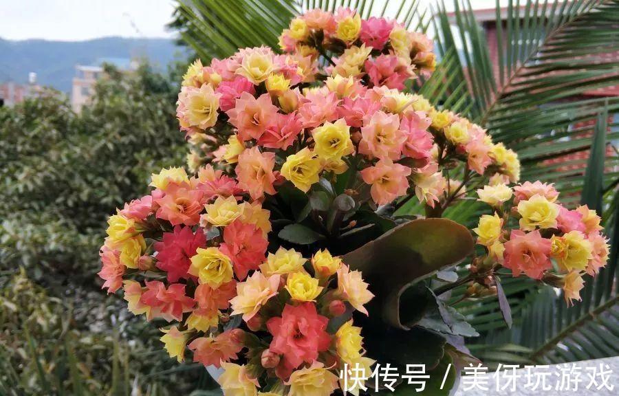 有害气体|人养花,花亦养人!这八种“能养人”的健康花,建议至少养一种