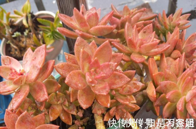 茎秆|多肉铭月皮实又常见,但养好了同样好看,我就喜欢这种好养的多肉