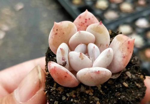 叶插多肉不出芽?掌握几个要点,出芽率高达90%以上!