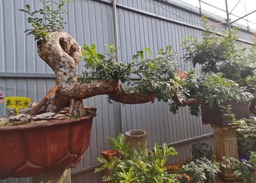 桩才的好坏，直接影响盆景的制作，知道这几点，选择适合自己的