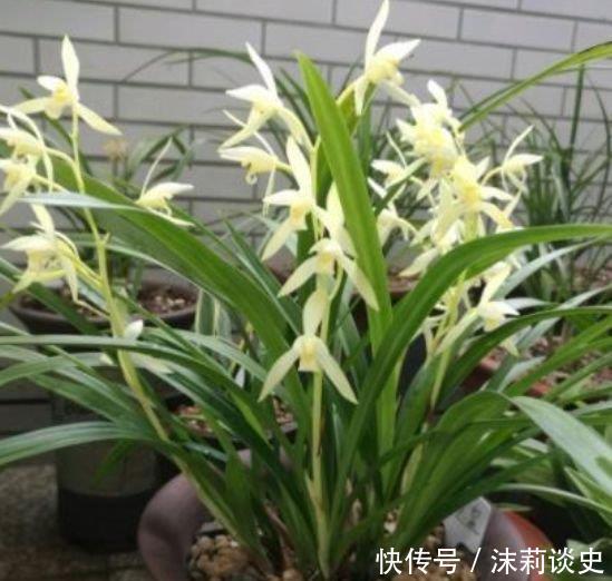 养花试试这几款,花开繁盛花香怡人,养盆放阳台美极了
