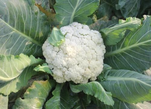 花菜|“寄生虫”成堆的四种食物,医生从来都不吃,你还傻傻的当美食